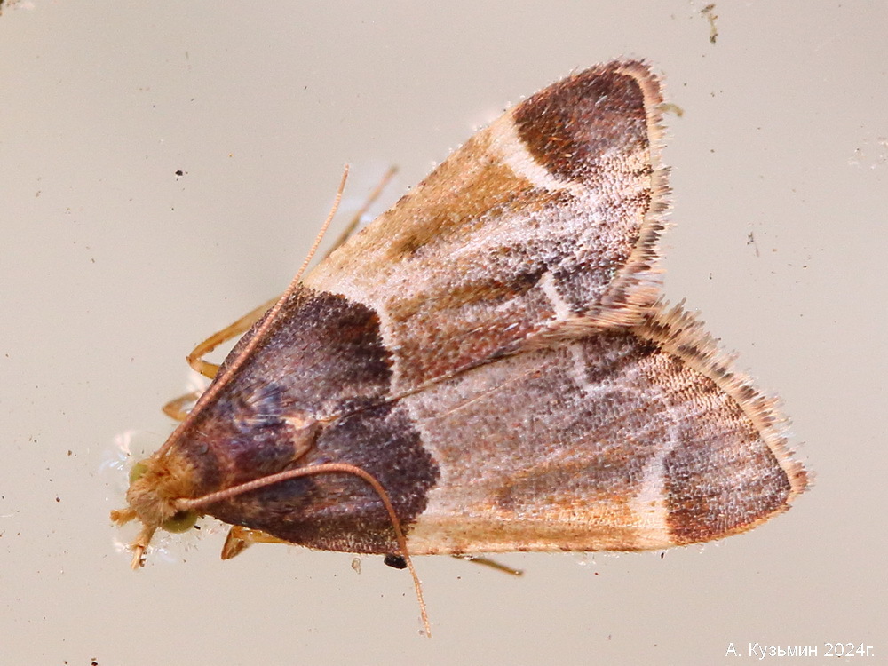 Огнёвка Мучная (Pyralis farinalis)