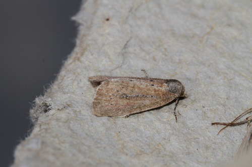 Photedes minima