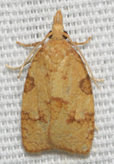 Cenopis saracana