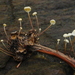 Marasmius epiphyllus - Photo (c) Christian Schwarz, μερικά δικαιώματα διατηρούνται (CC BY-NC), uploaded by Christian Schwarz