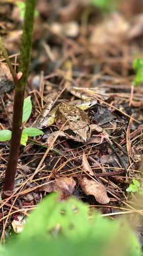 Dybowski's Frog