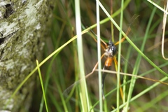 Tanyptera atrata
