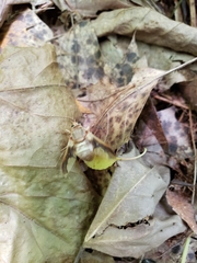 Goniops chrysocoma