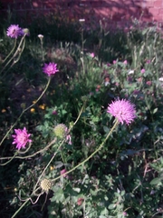 Knautia collina