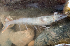 Penaeus