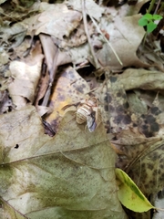 Goniops chrysocoma