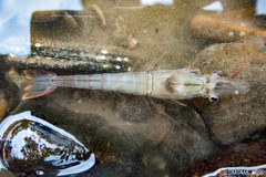 Penaeus