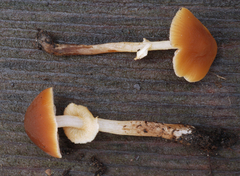 Conocybe rugosa image