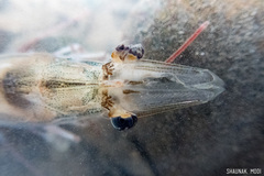 Penaeus