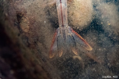 Penaeus