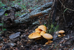 Gymnopilus ventricosus image