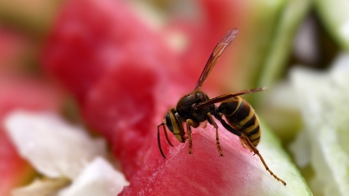 Hairy Yellow Hornet