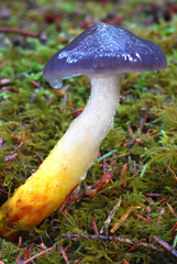 Gomphidius glutinosus image