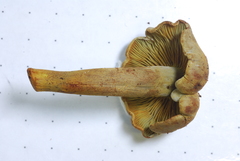 Gymnopilus punctifolius image