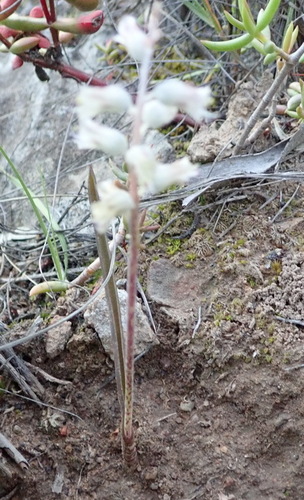 Lachenalia latimerae