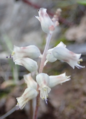 Lachenalia latimerae