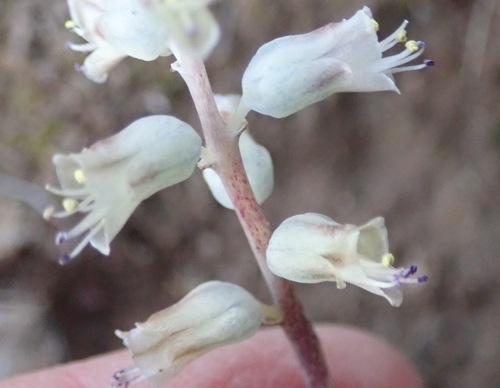 Lachenalia latimerae