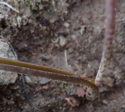 Lachenalia latimerae