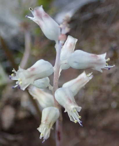 Lachenalia latimerae