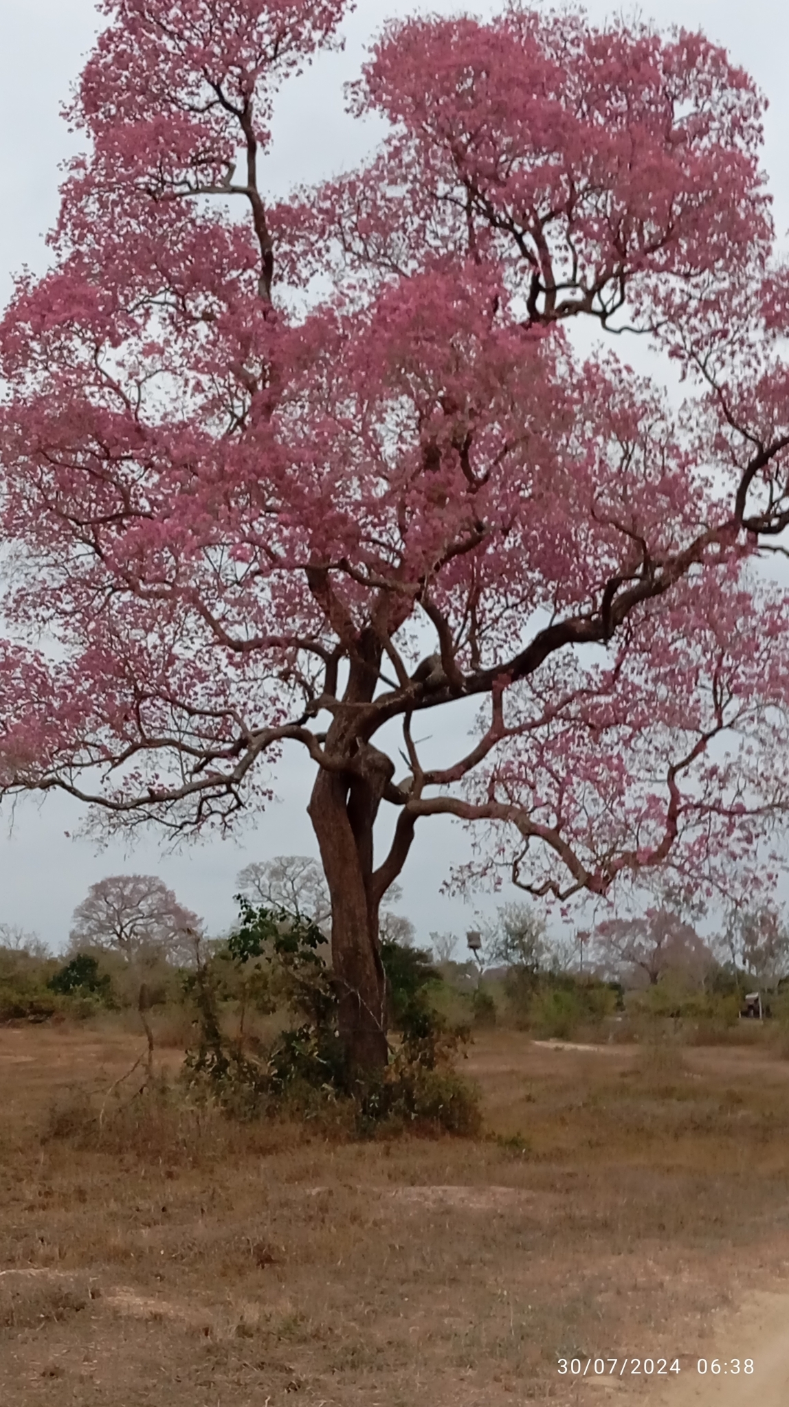 Imagem de Ipê-roxo