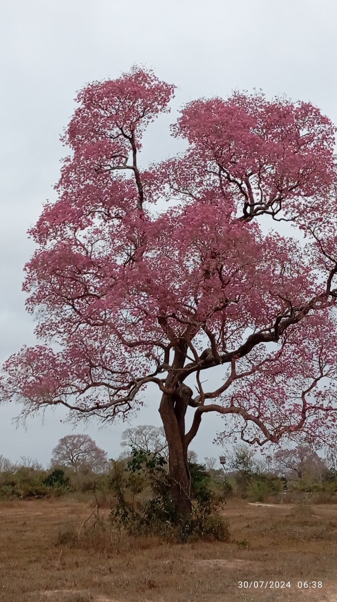 Imagem de Ipê-roxo