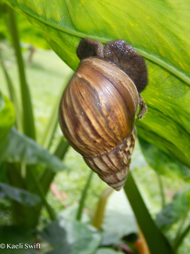 Achatina fulica observed 2024-07-24