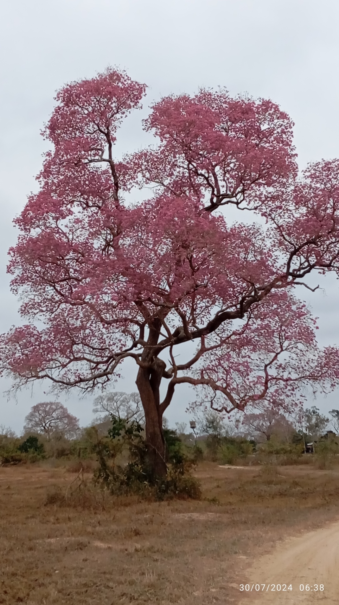 Imagem de Ipê-roxo