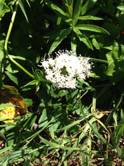 Valeriana sitchensis