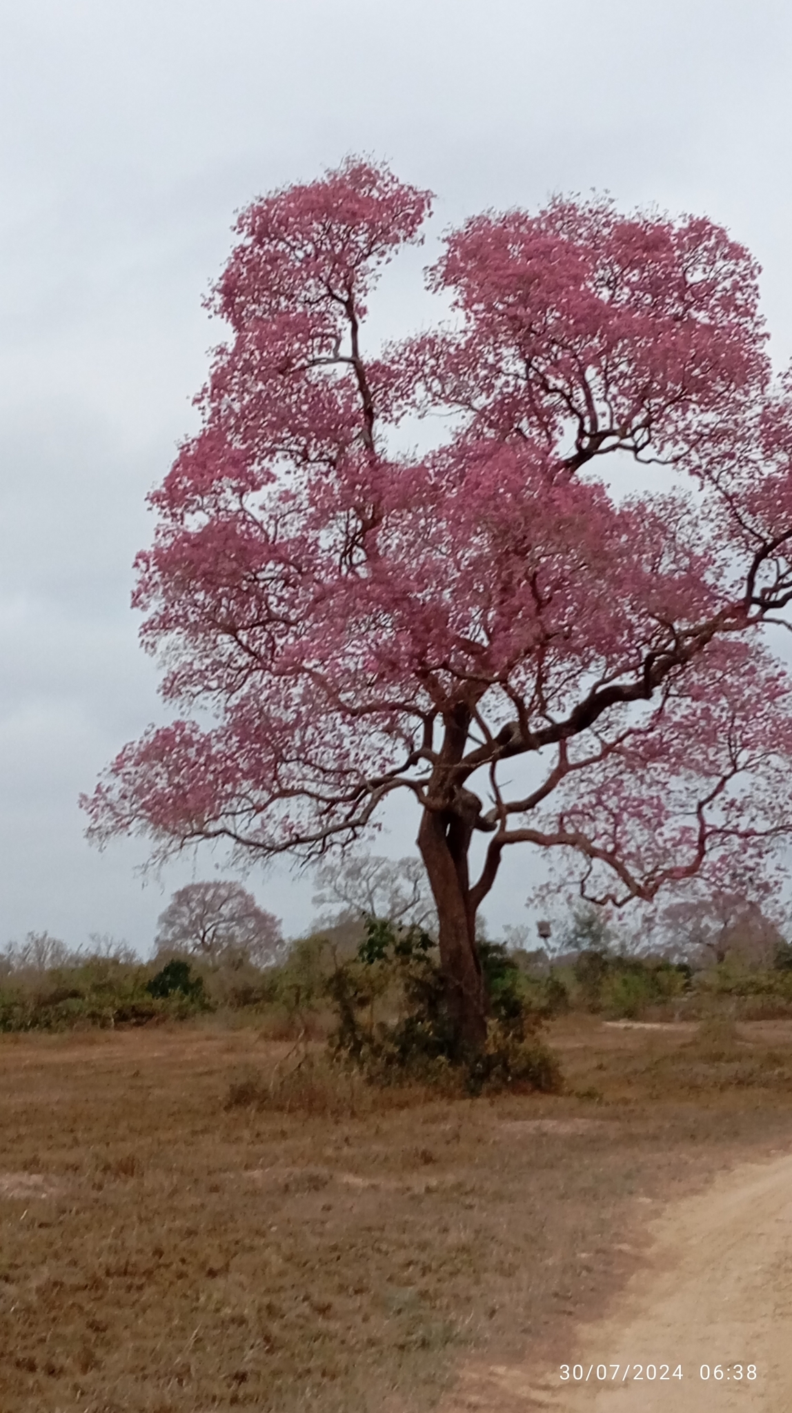 Imagem de Ipê-roxo