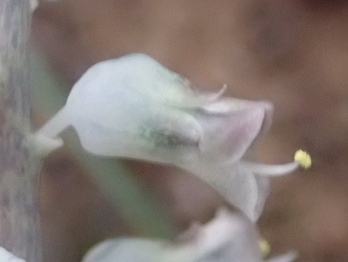 Lachenalia latimerae