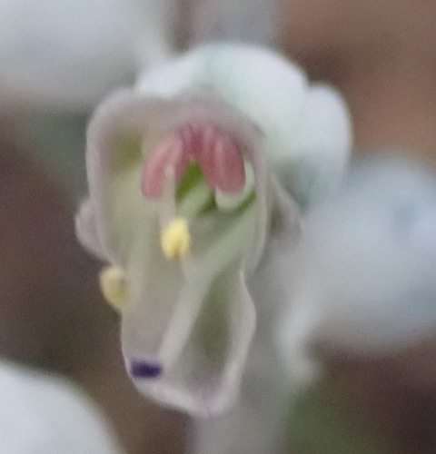 Lachenalia latimerae