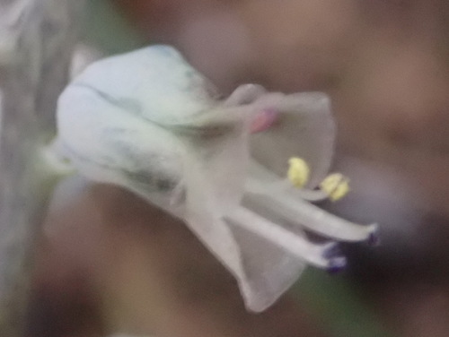 Lachenalia latimerae