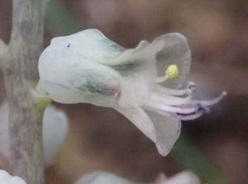 Lachenalia latimerae