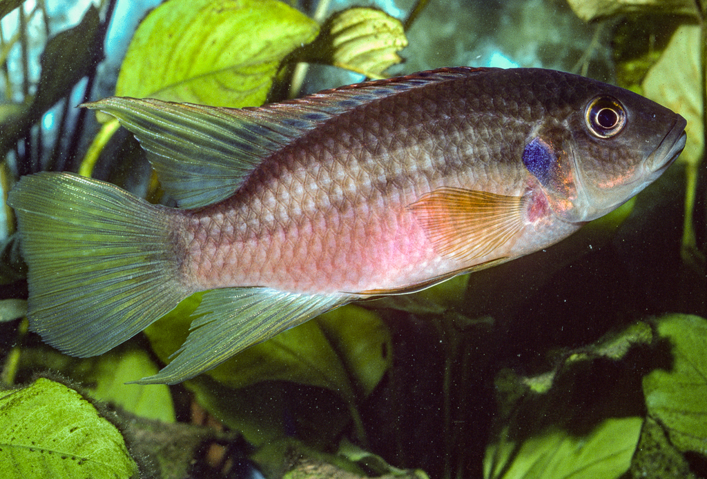 Blackdorsal cichlid (Benitochromis nigrodorsalis) — Cichlidae