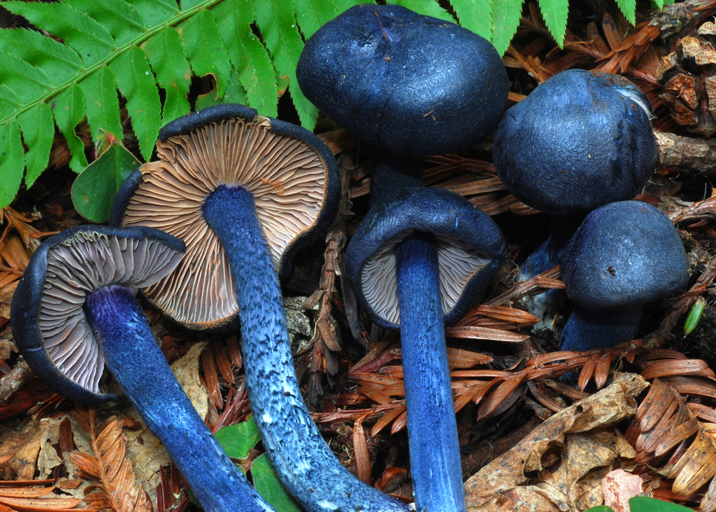 Entolomataceae