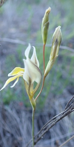 Image of Gladiolus permeabilis by (c) Nicola van Berkel, some rights reserved (CC BY-SA)