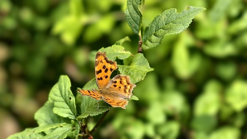 European Comma