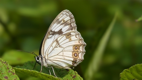 Melanargia epimede