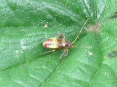 Closterotomus fulvomaculatus