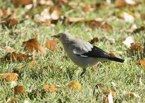 Wattled Starling (Creatophora cinerea), photo 10