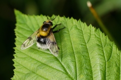 Volucella bombylans