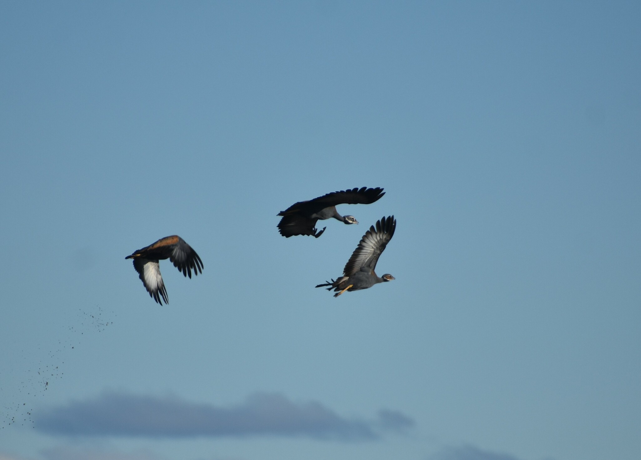 Blue Korhaan (Eupodotis caerulescens), photo 3