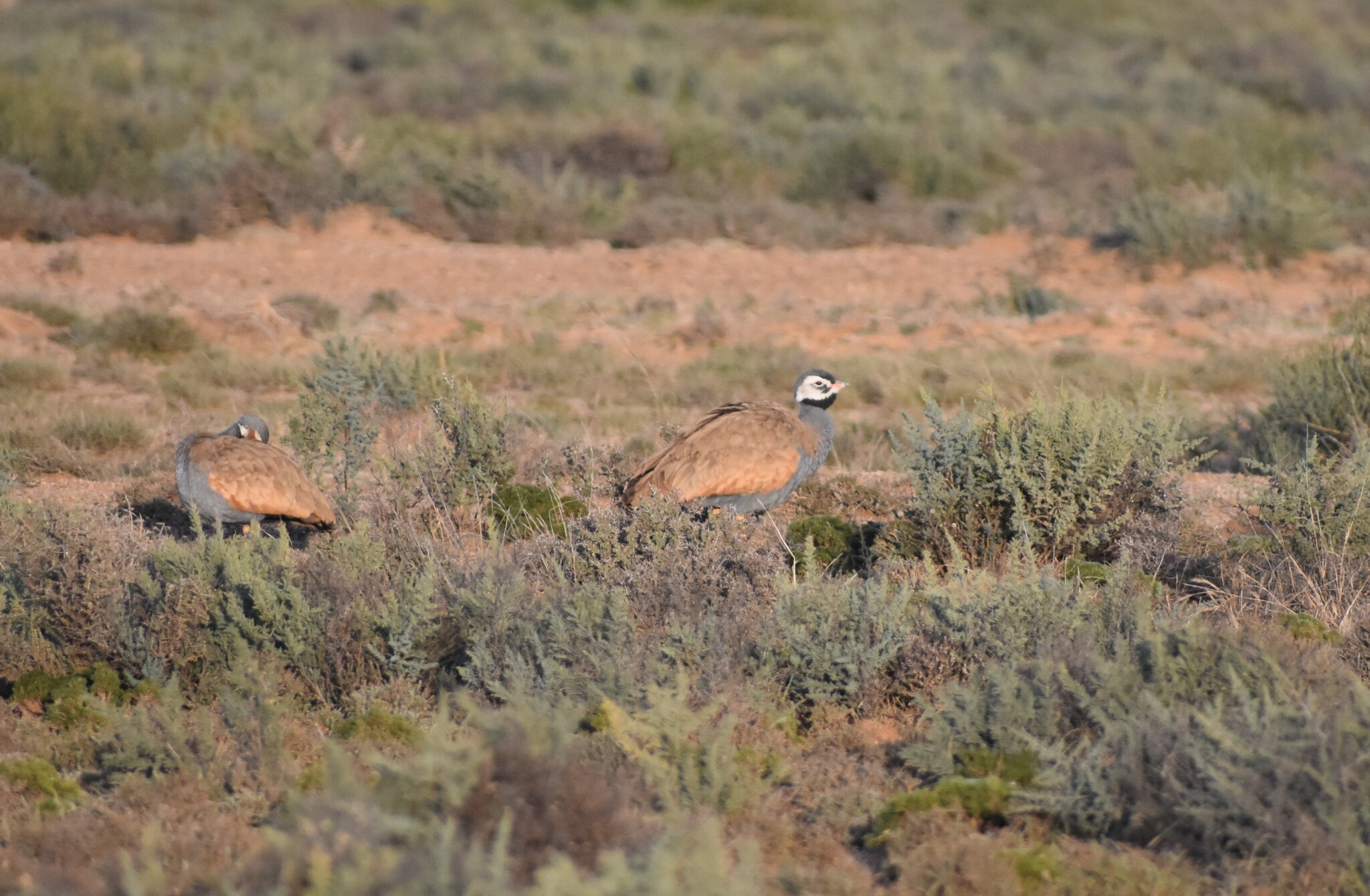 Blue Korhaan (Eupodotis caerulescens), photo 2