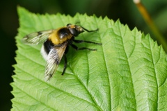 Volucella bombylans