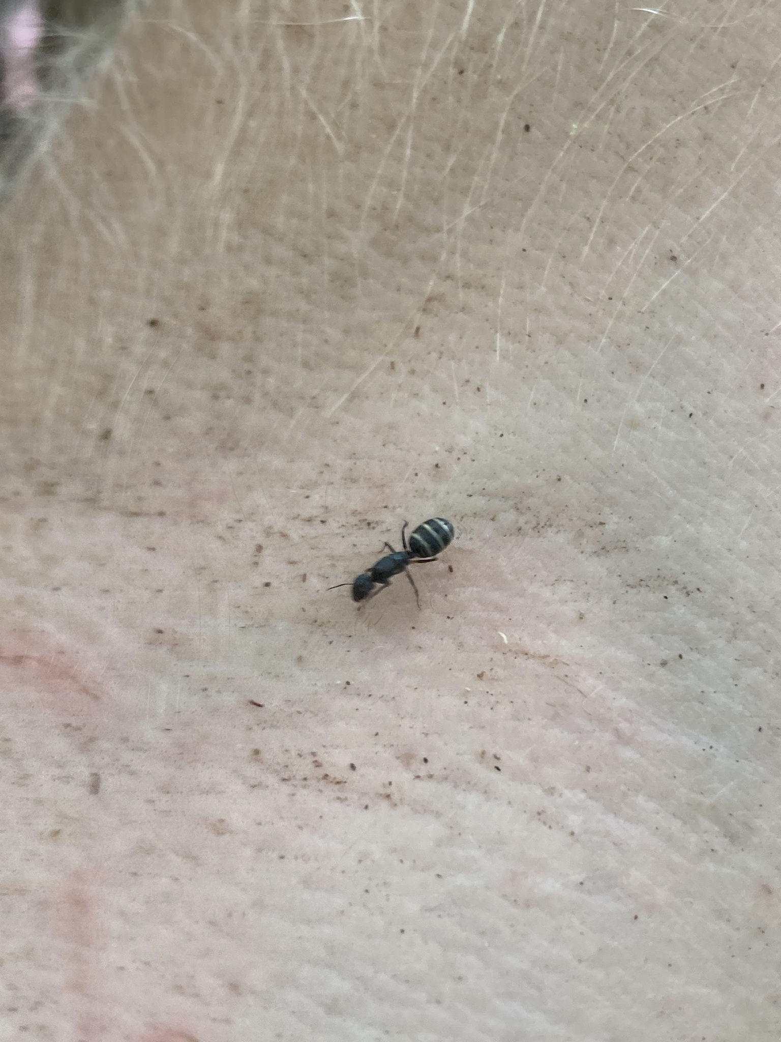 Camponotus marianensis
