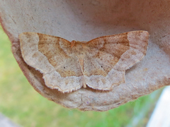 Metarranthis indeclinata