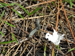 Epicauta floridensis