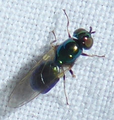 Microchrysa polita