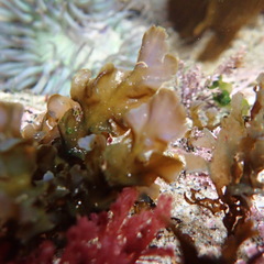 Dictyopteris undulata