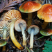 Parrot Mushroom - Photo (c) Christian Schwarz, some rights reserved (CC BY-NC), uploaded by Christian Schwarz